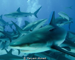 Shark and remora , taken during a shark dive in the Baham... by Maryam Ahmed 